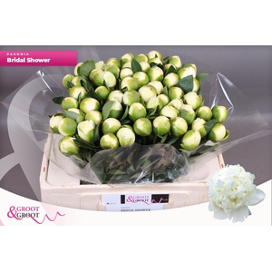 Paeonia Bridal Shower