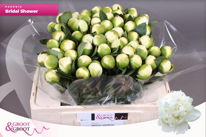 <h4>Paeonia Bridal Shower</h4>