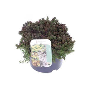 Sedum album Coral Carpet