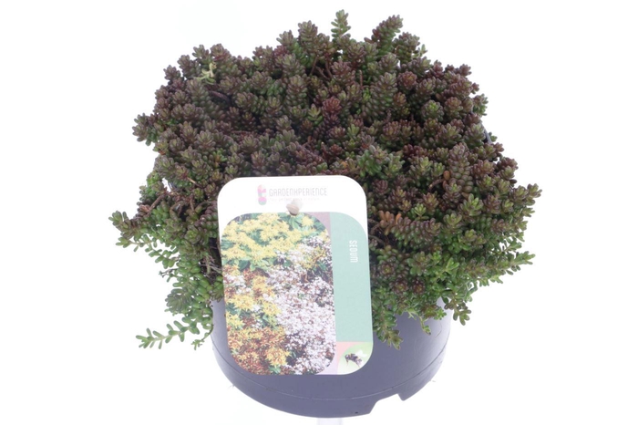 <h4>Sedum album Coral Carpet</h4>