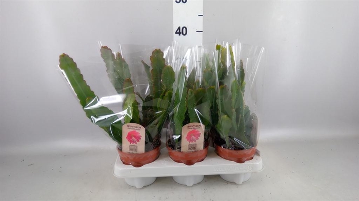 <h4>Epiphyllum ...</h4>