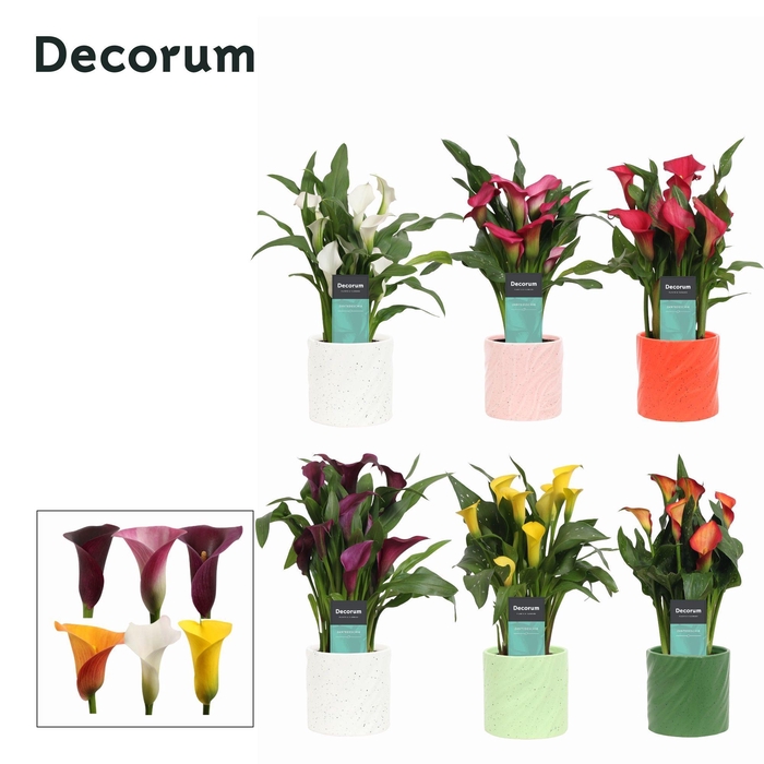 <h4>Zantedeschia (Calla) in Ompot Yara (Decorum)</h4>