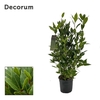 Laurus nobilis Struik
