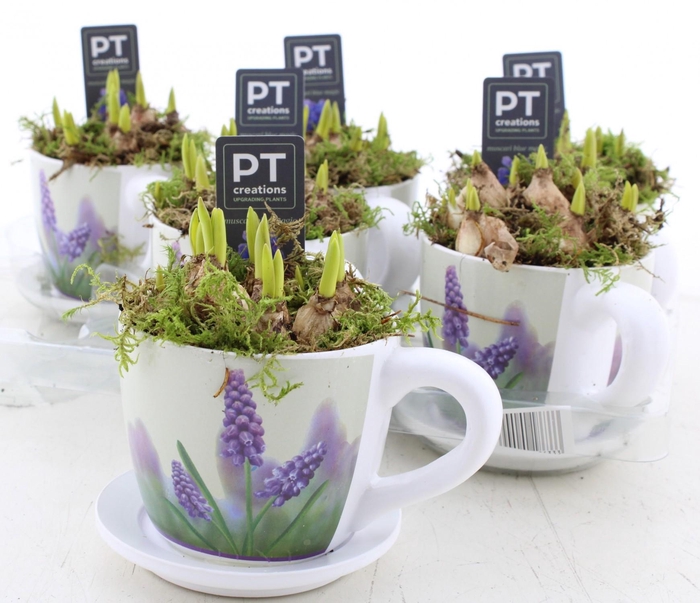 <h4>ARR MUSCARI</h4>