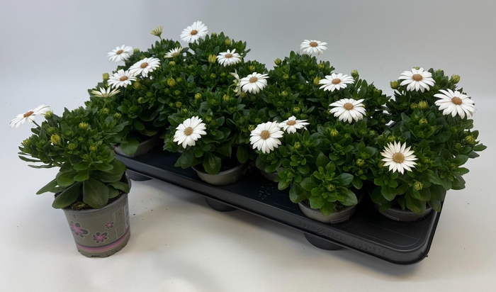 <h4>OSTEO MA CREAM</h4>