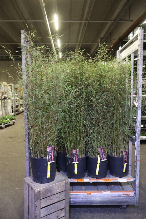 <h4>Farg Jiuzhaigou 1</h4>