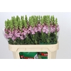 Antirrhinum Potomac Lavender