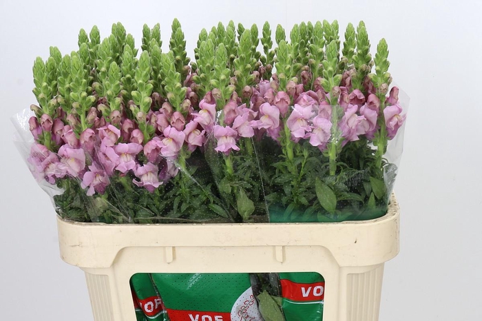 <h4>Antirrhinum Potomac Lavender</h4>