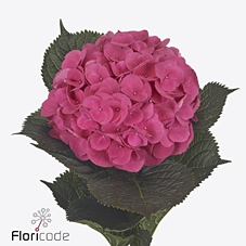 Hydrangea royal opera