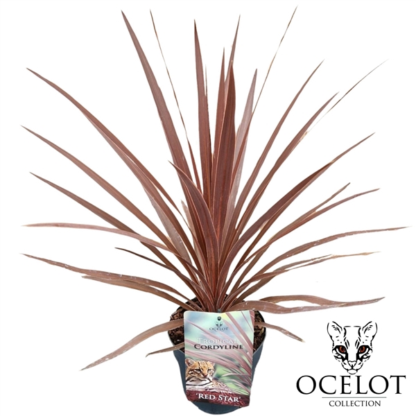 Cordyline australis 'Red Star'