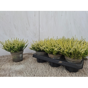 CALLU BL ANOUK