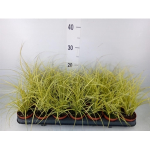 Carex brunnea 'Jenneke'