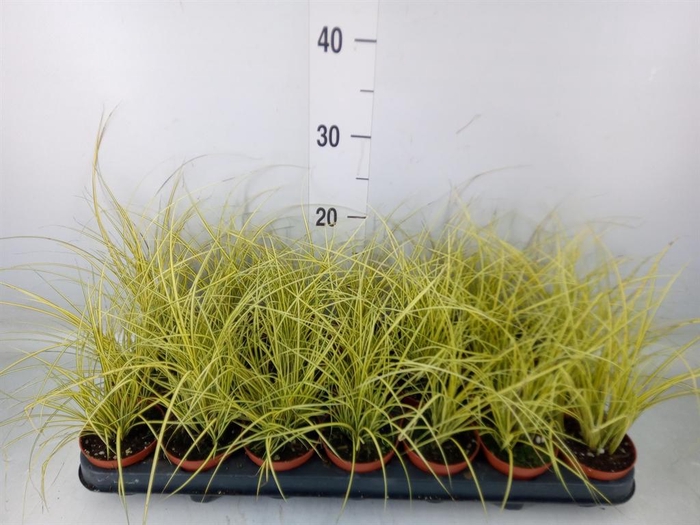 <h4>Carex brunnea 'Jenneke'</h4>