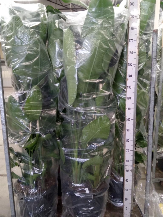 <h4>Strelitzia nicolai</h4>