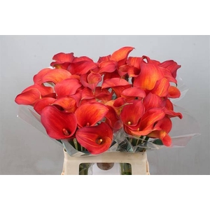 Calla Captain Trinity Kallaland