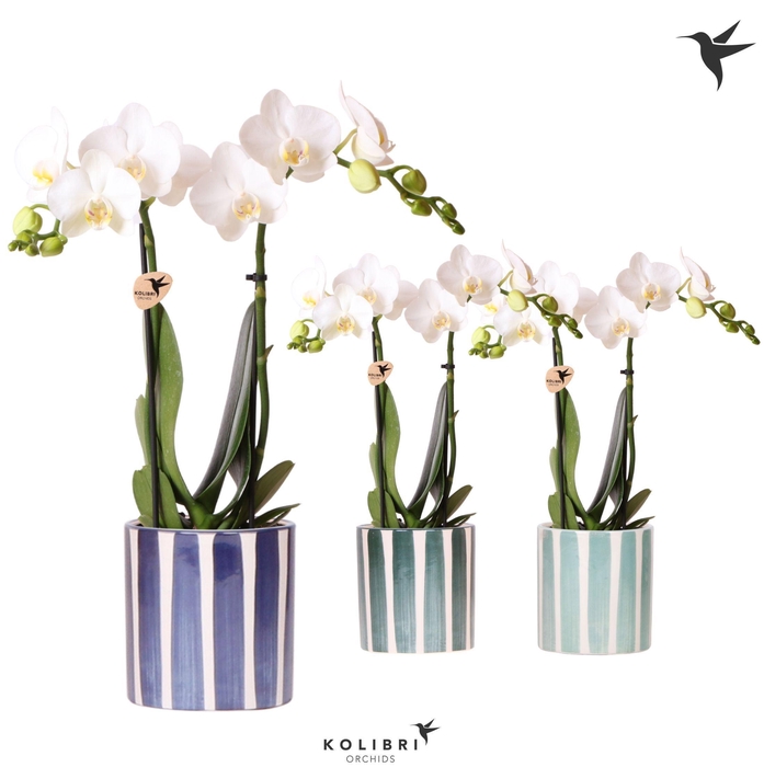 <h4>Kolibri Orchids Phalaenopsis white 2spike in Painted Stripe blue</h4>
