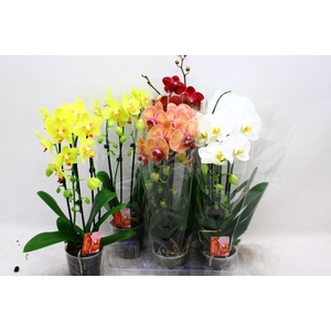 PHAL EL CASCADE