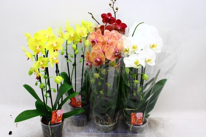 <h4>PHAL EL CASCADE</h4>