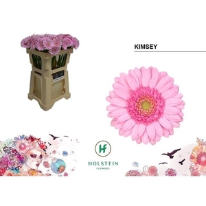 Ge Mi Kimsey - Holstein