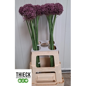 ALLIUM PINK LADY
