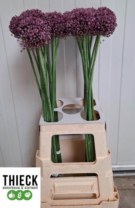 <h4>ALLIUM PINK LADY</h4>