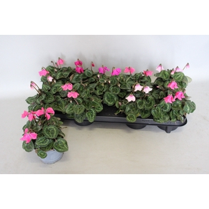 Cyclamen Super Serie Petticoat mix