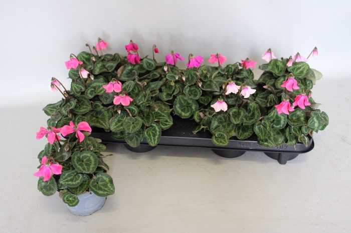 <h4>Cyclamen Super Serie Petticoat mix</h4>