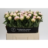 Paeonia Florence Nicholls