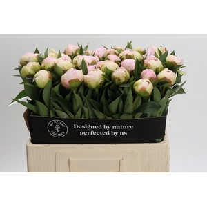Paeonia Florence Nicholls