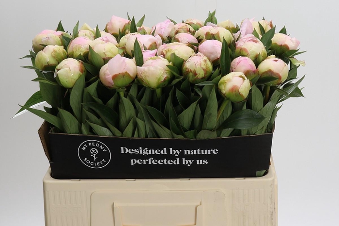 Paeonia Florence Nicholls