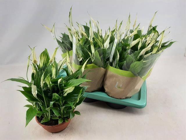 <h4>SPATH CHOPIN</h4>