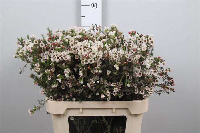 <h4>Chame Moonl Delight</h4>