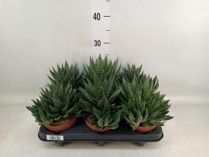 <h4>Gasteria</h4>
