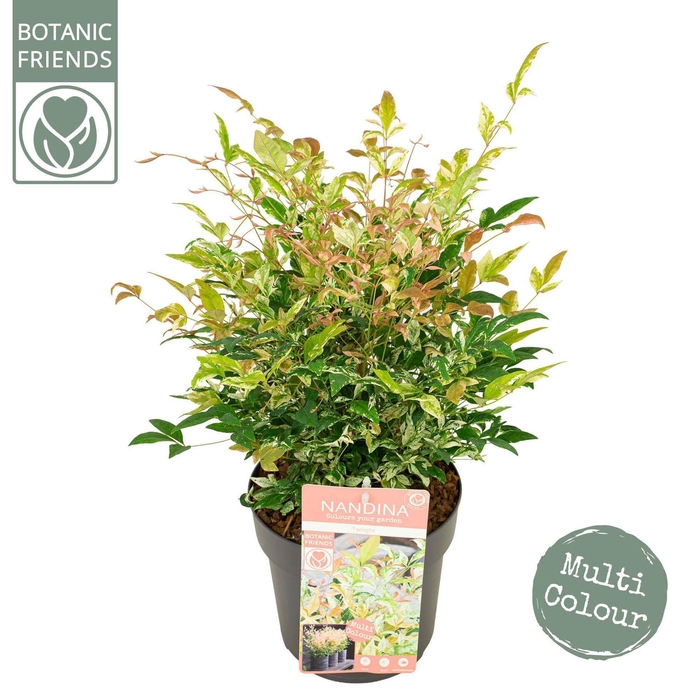 <h4>Nandina domestica</h4>