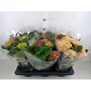 Hydrangea mac.   ...mix