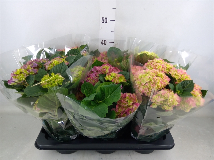 <h4>Hydrangea mac.   ...mix</h4>