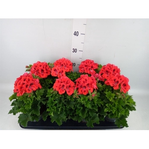 Pelargonium gran.   ..