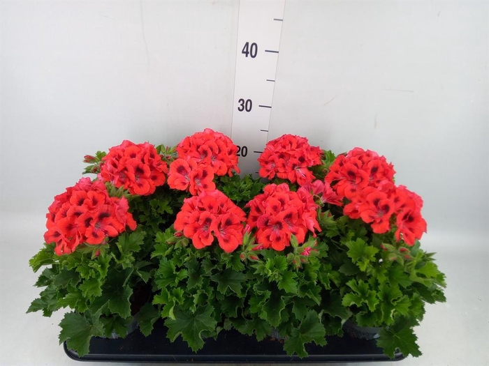 <h4>Pelargonium gran.   ..</h4>