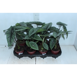 ALOCASIA PLATINUM P12
