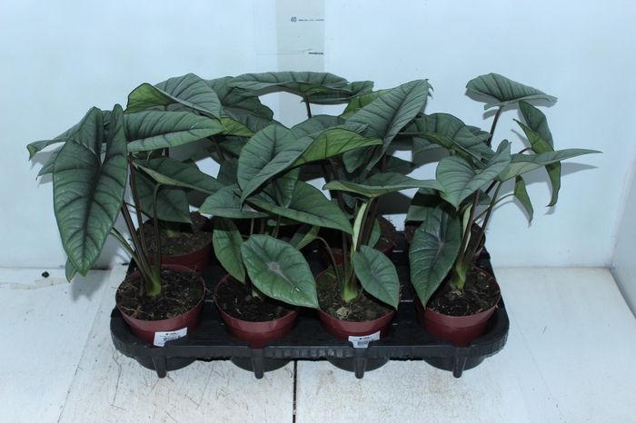 <h4>ALOCASIA PLATINUM P12</h4>