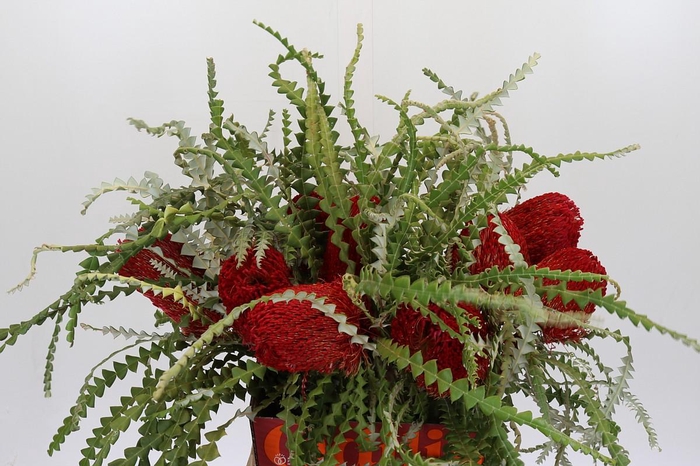 <h4>Banksia Speciosa Red</h4>