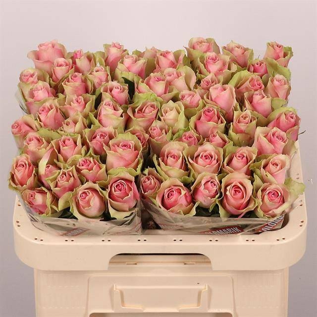 <h4>R GR BELLE ROSE</h4>