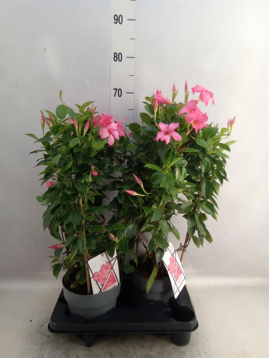 <h4>Mandevilla  'Diamantina Opal Fuchs'</h4>