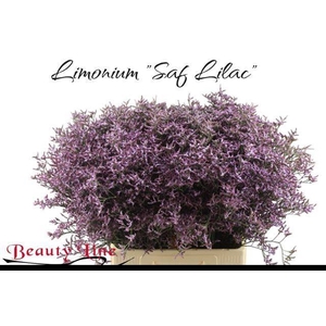 LIM SAF LILAC