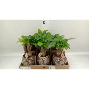 Pachira aquatica