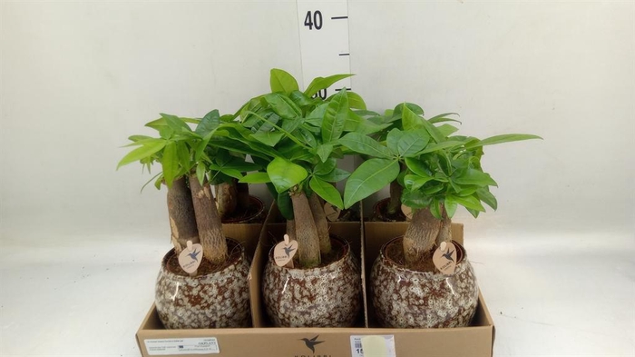 <h4>Pachira aquatica</h4>