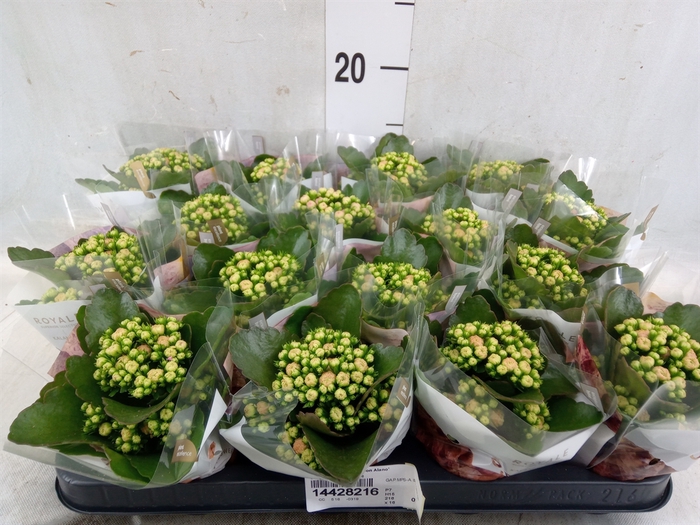 <h4>Kalanchoe blos. 'RosDon Alano'</h4>