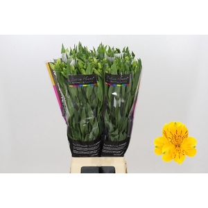 Alstroemeria Gold