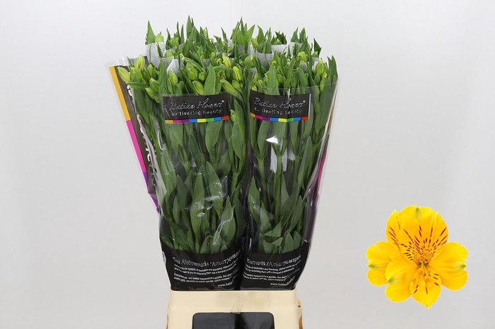 <h4>Alstroemeria Gold</h4>