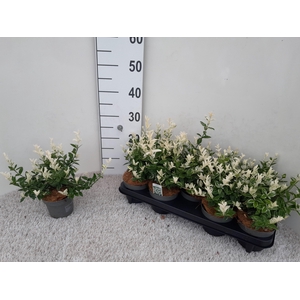 EUONYMUS FO HARLEQUI